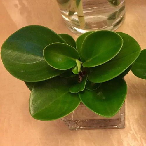 不用土也能养花？这些适合水培的植物值得拥有