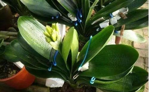 广东湿热天气养君子兰的挑战