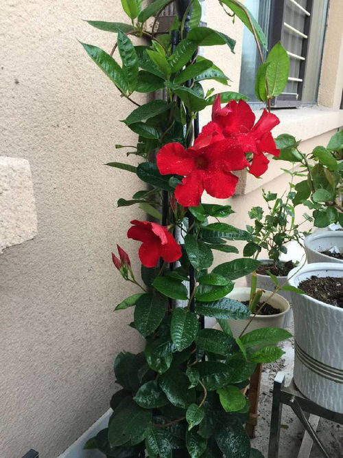 双喜藤：不长高的烦恼，我有4招解决！