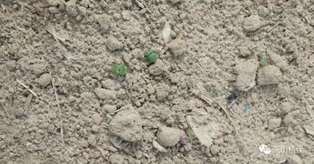 土壤类型对药效的影响