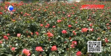 探寻古老月季之美