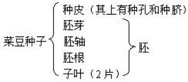 杏作为被子植物，其种子外有果皮包被