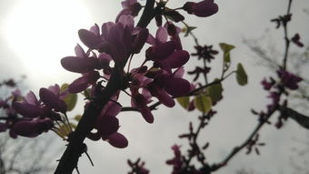 藤蔓花：交织着柔韧与坚韧的象征