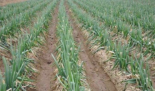 大葱病虫害防治：种植者的必备知识