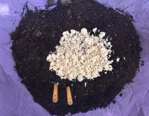 草木灰是一种富含钾、钙等矿物质的天然肥料