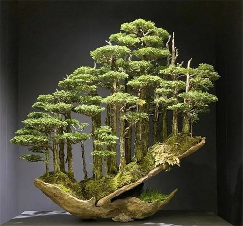 富贵竹适合盆栽，制作盆景可增添家居雅致