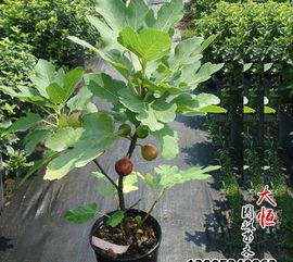 无花果树嫁接时以什么树为主进行嫁接