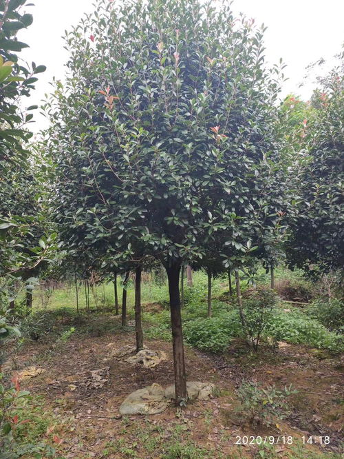 市场行情，说了算