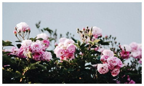 方法一：浇水大法