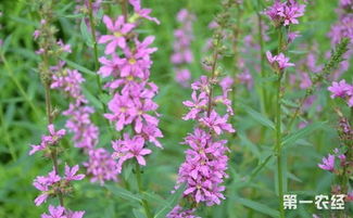 在播种千屈菜的时候， 一定要选择专业的催芽方式，这样才可依确保千屈菜达到100%的出芽率。