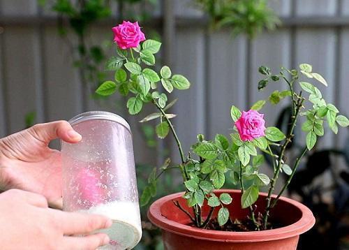 速效水溶肥我们通常是结合浇水来追施的， 意思就是今天需要浇水了也到了追肥的时间，那么就把水溶肥加到水里稀释成肥水。