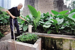 滴水观音浇水时应该怎样控制浇水量和频率以确保植物健康生长