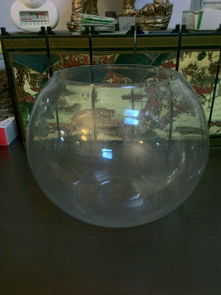 鱼缸放钉子对跳蚤的效果探究