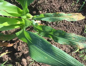 方法四：病虫害侵袭大法