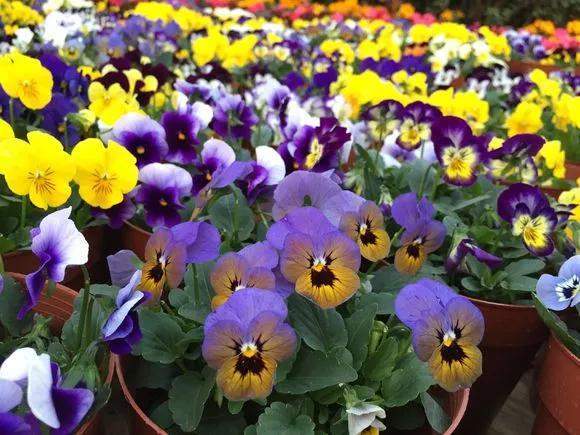 草本植物， 冬季也要开花