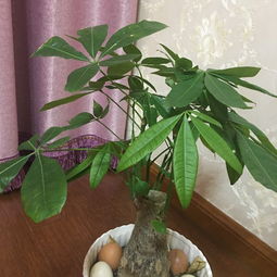 招财树缺水了吗？为什么不用浇水