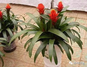 朱蕉水培土培，养花新选择！