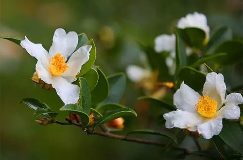 宁波附近山茶油收购商推荐：金花茶油价格一览