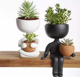 陶罐与塑料盆：哪种梗适合养花？