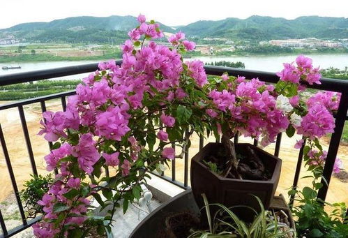 仙鹤来开花时期，如何科学养护才能延长花期
