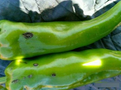 实践出真知，我要试试kan