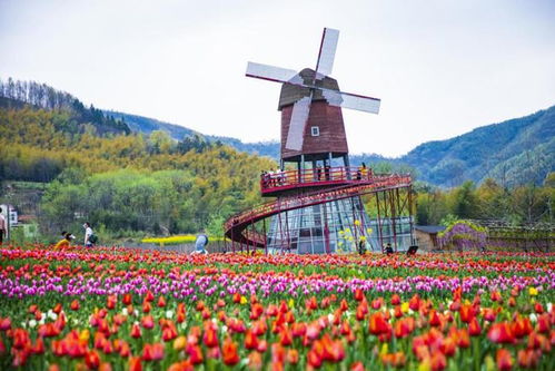 信阳为何不Neng种这种花？揭秘生态影响之谜