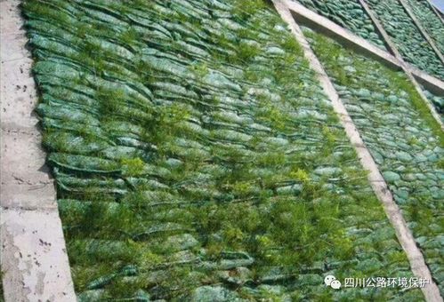 高速绿化带修剪的苦衷