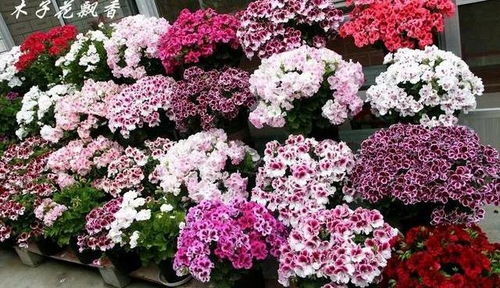 阳台种花，如何让花朵成球