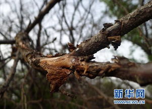 苹果小吉丁虫：金蛀甲的恶名