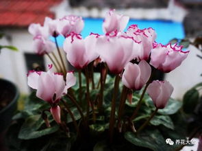 韭兰浇水：那些你必须知道的点点滴滴