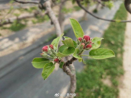 果树开花前后是关键时期，需关注授粉、病虫害防治等