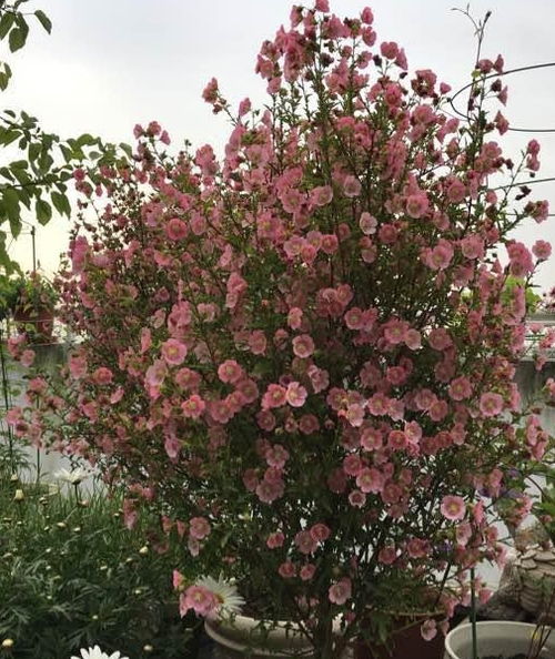 紫薇：紫色的梦幻， 清新的气息