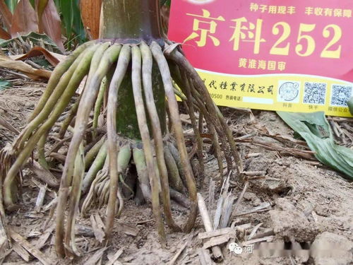 耐高温又抗倒伏， 这些品种更优秀