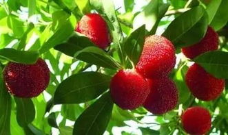 叶面肥什么时候喷Zui好？