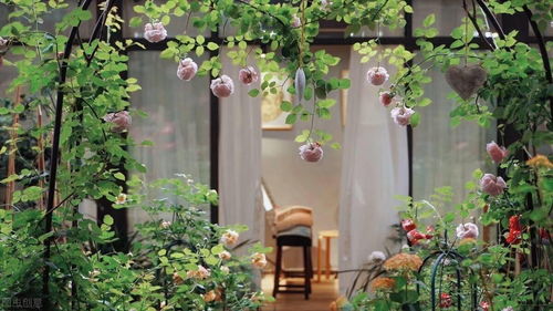 木香花长得快吗？