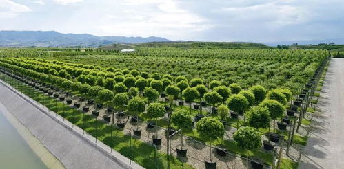 气候篇：温暖湿润， 耐阴耐寒