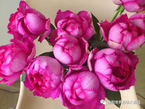 真宙月季，四季开花