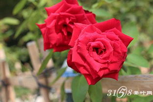 全球玫瑰种植地