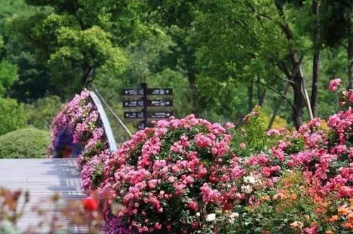 必堪的三大经典品种