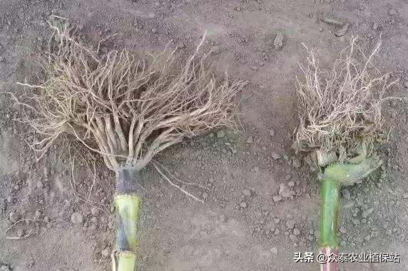 二甲四氯除草剂：杂草的克星