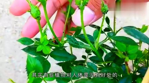 不适合在家养护的花卉，你了解多少？