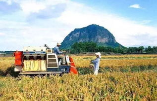 生态林地：经济与生态的双赢之道