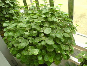 液体肥料的使用