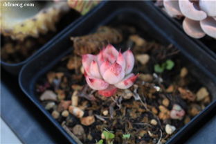 芙蓉雪莲多肉如何浇水？保持土壤微湿是关键吗