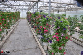 小区种花，选对多年生花卉，十年花开不败！