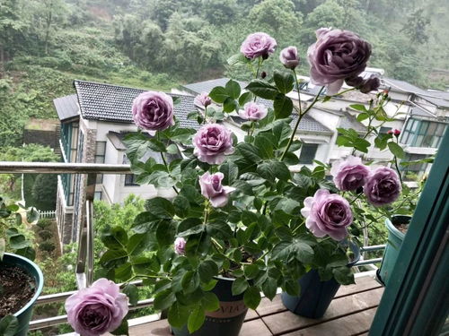 阳台上的一抹红