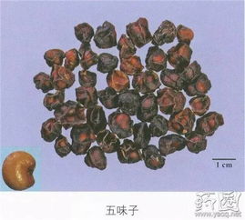 五味子：传统中药材