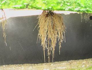 红豆草适应性强，根系发达