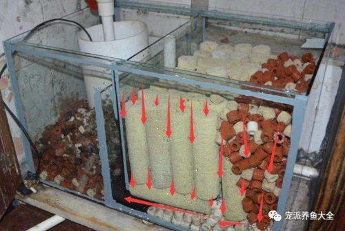 鱼池生物过滤材料的选择：珊瑚砂的神奇特性