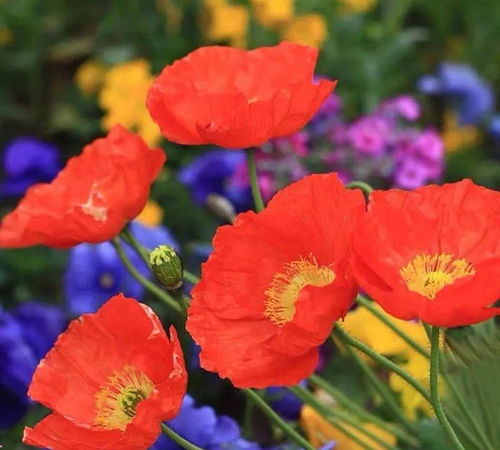 九月：播种秋日色彩的黄金时节